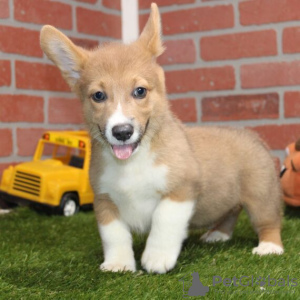 Photo №1. welsh corgi - for sale in the city of Штутгарт | 898$ | Announcement № 115182