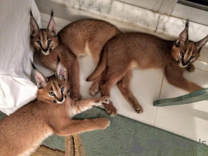 Additional photos: Caracal and Serval kittens available