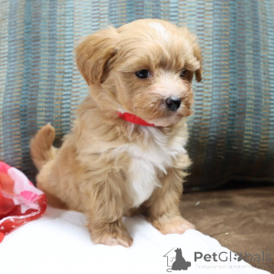 Photo №1. maltipu - for sale in the city of Thuringenhausen | 847$ | Announcement № 150192