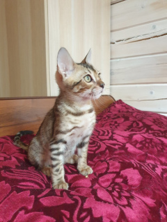 Photo №1. bengal cat - for sale in the city of St. Petersburg | 333$ | Announcement № 1485
