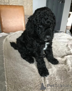 Photo №2 to announcement № 66766 for the sale of non-pedigree dogs - buy in United States private announcement