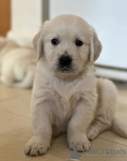 Photo №1. golden retriever - for sale in the city of Budapest | negotiated | Announcement № 56758