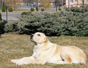 Photo №2 to announcement № 2035 for the sale of central asian shepherd dog - buy in Belarus from nursery