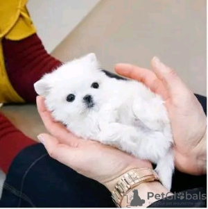 Photo №4. I will sell maltese dog in the city of Helsinki. private announcement, breeder - price - 475$