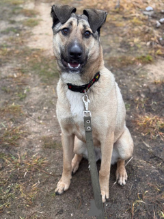 Photo №3. We are looking for a loving home for Buri.. Russian Federation