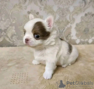 Photo №1. chihuahua - for sale in the city of Porto | negotiated | Announcement № 121727