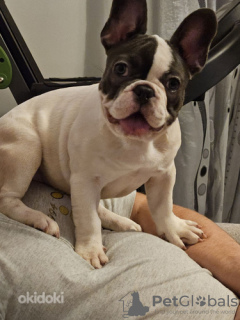 Photo №3. French Bulldog Puppy. Estonia