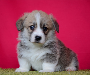 Photo №2 to announcement № 1743 for the sale of welsh corgi - buy in Russian Federation private announcement