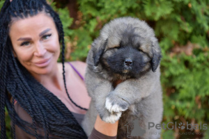 Additional photos: Caucasian Shepherd Dog puppies