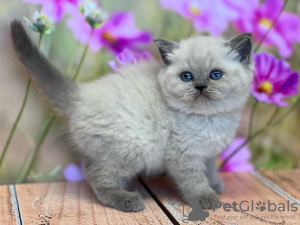 Photo №1. ragdoll - for sale in the city of Berlin | 296$ | Announcement № 103751