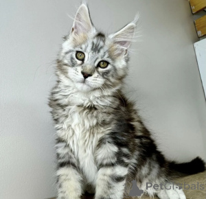 Photo №2 to announcement № 163722 for the sale of maine coon - buy in Germany breeder