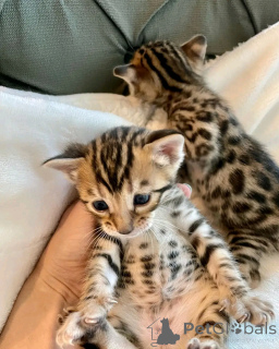 Photo №2 to announcement № 138091 for the sale of bengal cat - buy in Germany breeder