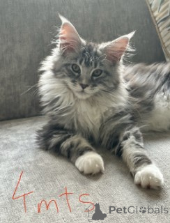Photo №2 to announcement № 160418 for the sale of maine coon - buy in Germany breeder