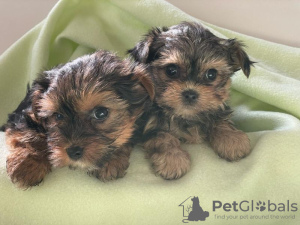 Photo №2 to announcement № 99172 for the sale of yorkshire terrier - buy in Germany private announcement