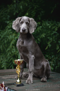 Photo №4. I will sell weimaraner in the city of Москва. private announcement - price - 1100$