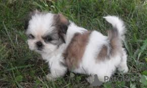 Photo №1. shih tzu - for sale in the city of Фёрде | 264$ | Announcement № 119058