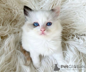 Photo №2 to announcement № 104317 for the sale of ragdoll - buy in United States private announcement