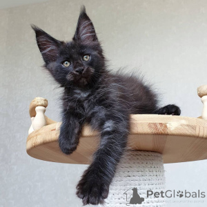 Photo №3. Beautiful Maine Coon babies with family tree.. Germany