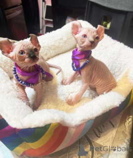 Photo №1. sphynx cat - for sale in the city of Reutte | 361$ | Announcement № 178597