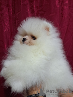 Additional photos: Beautiful Pomeranian puppies