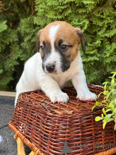 Photo №4. I will sell jack russell terrier in the city of Pyatigorsk. private announcement - price - 152$