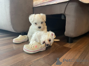 Photo №3. Snow white Maltese puppies. Germany