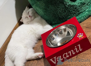 Photo №1.  - for sale in the city of Lille | negotiated | Announcement № 165467