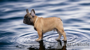 Photo №1. french bulldog - for sale in the city of Brest | 1057$ | Announcement № 58790