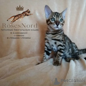 Photo №2 to announcement № 7798 for the sale of bengal cat - buy in Russian Federation from nursery
