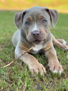 Photo №1. american bully - for sale in the city of Berlin | negotiated | Announcement № 136806