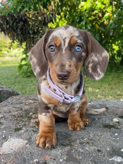 Photo №2 to announcement № 158143 for the sale of dachshund - buy in Switzerland private announcement