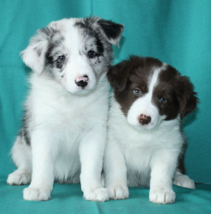 Photo №2 to announcement № 545 for the sale of border collie - buy in Ukraine breeder