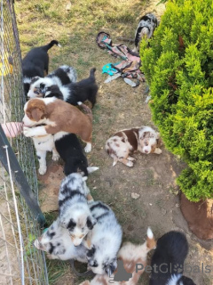 Photo №1. border collie - for sale in the city of Warsaw | negotiated | Announcement № 163076