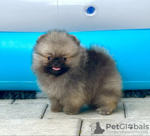 Photo №1. pomeranian - for sale in the city of Šabac | negotiated | Announcement № 111602