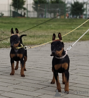 Photo №3. Miniature Pinscher puppies. Belarus