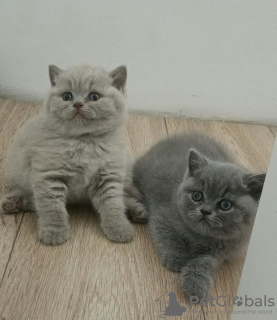 Photo №1. british shorthair - for sale in the city of Brodnica | 845$ | Announcement № 114825