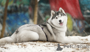 Photo №2 to announcement № 141538 for the sale of siberian husky - buy in Russian Federation 