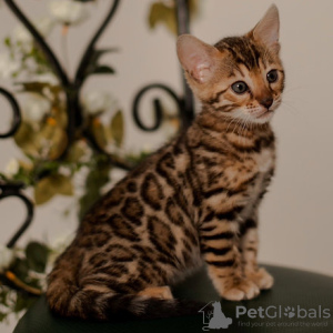 Photo №2 to announcement № 87677 for the sale of bengal cat - buy in Lithuania 