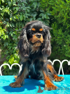 Photo №1. cavalier king charles spaniel - for sale in the city of Warsaw | 1506$ | Announcement № 150368