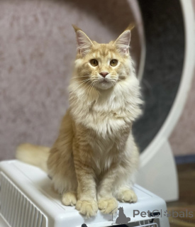 Photo №2 to announcement № 163185 for the sale of maine coon - buy in Germany breeder