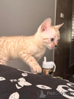 Photo №2 to announcement № 152765 for the sale of bengal cat - buy in Switzerland private announcement