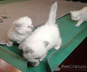 Photo №1. ragdoll - for sale in the city of Москва | negotiated | Announcement № 43184