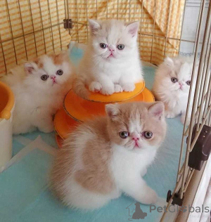 Photo №2 to announcement № 156232 for the sale of exotic shorthair - buy in Germany 