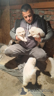 Additional photos: Samoyed puppies