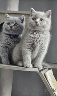 Photo №1. british shorthair - for sale in the city of Anderlecht | Is free | Announcement № 165032