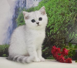 Photo №1. scottish straight, scottish fold - for sale in the city of Pskov | Negotiated | Announcement № 2947