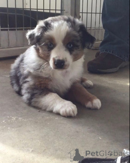 Photo №2 to announcement № 149746 for the sale of australian shepherd - buy in Germany 