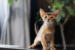 Photo №4. I will sell abyssinian cat in the city of Minsk. private announcement, from nursery, breeder - price - 700$