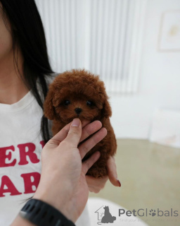 Photo №3. Our puppies are very very tiny with great personality. Finland