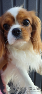 Photo №1. cavalier king charles spaniel - for sale in the city of Kiev | 2000$ | Announcement № 11621